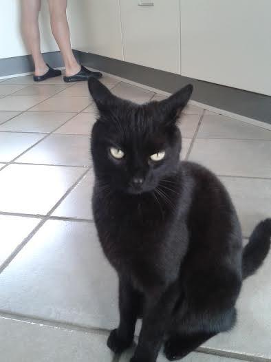 Huskat Sorte R.I.P ;-( - Du ser altid så sur ud Sorte billede 35