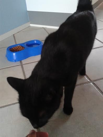 Huskat Sorte R.I.P ;-( - Min hånd dufter godt billede 36