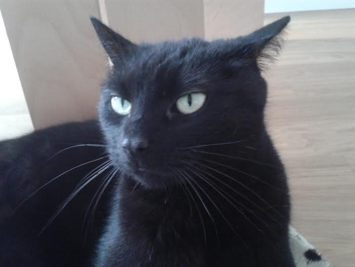 Huskat Sorte R.I.P ;-( - hvorfor vægede du mig billede 37