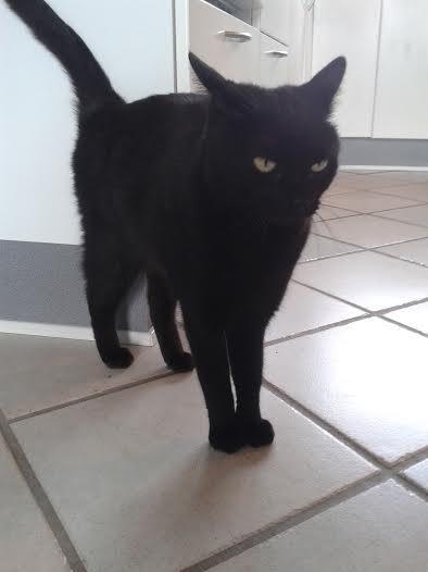 Huskat Sorte R.I.P ;-( - Hallo jeg gider ikke at have taget billeder nu  billede 38