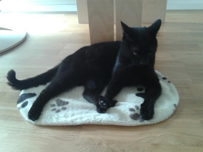 Huskat Sorte R.I.P ;-( - Sorte kan ligge på alle mugelige måder billede 39