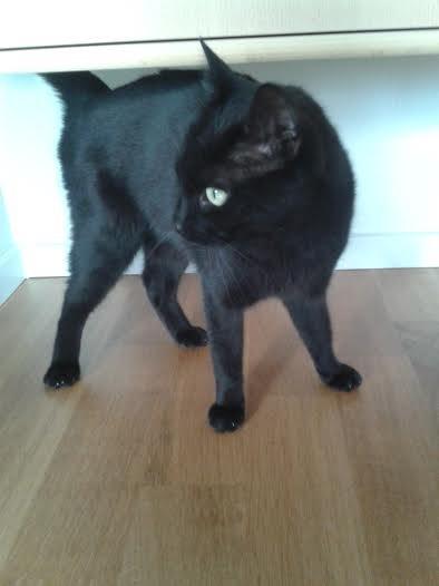 Huskat Sorte R.I.P ;-( - Jagt missen er på vagt billede 40