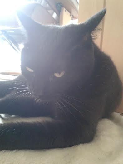 Huskat Sorte R.I.P ;-( - Hallo lad mig nu bare sove billede 41