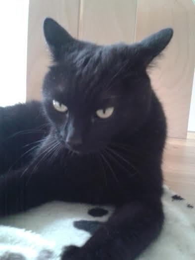 Huskat Sorte R.I.P ;-( - Sorte er bare smuk billede 42