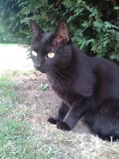 Huskat Sorte R.I.P ;-( - So Beautyful billede 43