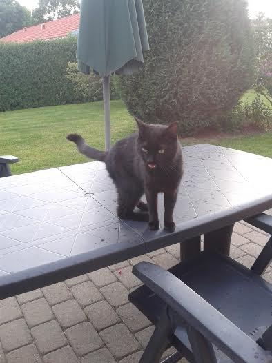 Huskat Sorte R.I.P ;-( - MIAU!!!!!! billede 44