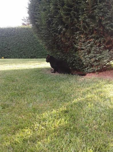 Huskat Sorte R.I.P ;-( - Han prøver på at gemme sig billede 45