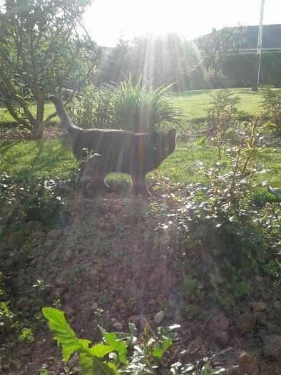 Huskat Sorte R.I.P ;-( - Sorte i solskind billede 46