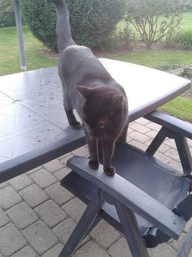 Huskat Sorte R.I.P ;-( - Han gør alt det han ikke må billede 47