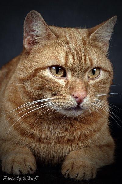 Europé DK Rothes Lukas billede 12