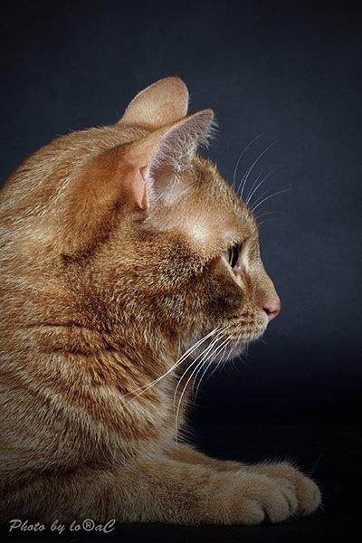 Europé DK Rothes Lukas billede 3