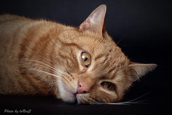 Europé DK Rothes Lukas billede 4