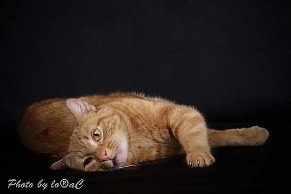 Europé DK Rothes Lukas billede 5