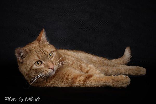 Europé DK Rothes Lukas billede 6