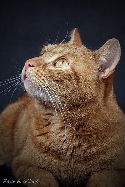 Europé DK Rothes Lukas billede 2