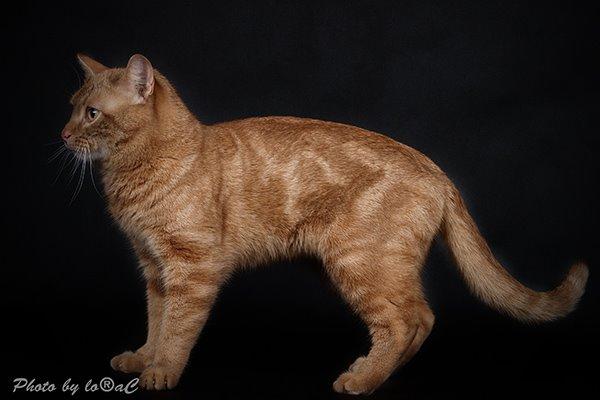 Europé DK Rothes Lukas billede 7