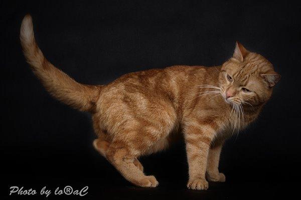 Europé DK Rothes Lukas billede 8