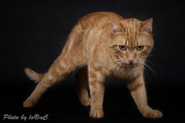 Europé DK Rothes Lukas billede 9