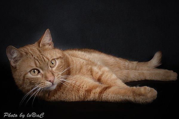 Europé DK Rothes Lukas billede 10