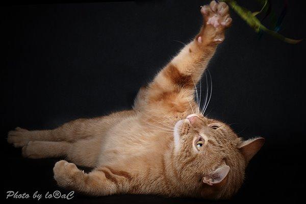 Europé DK Rothes Lukas billede 1