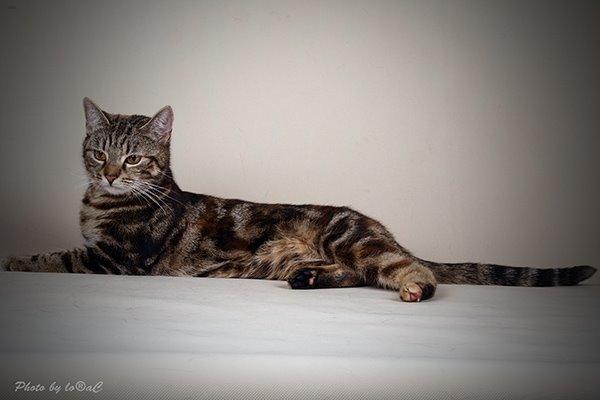 Europé DK Rothes Nellie billede 2