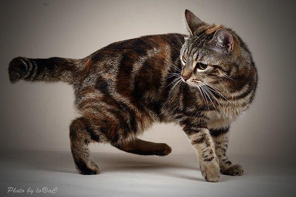 Europé DK Rothes Nellie billede 4