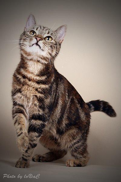 Europé DK Rothes Nellie billede 3