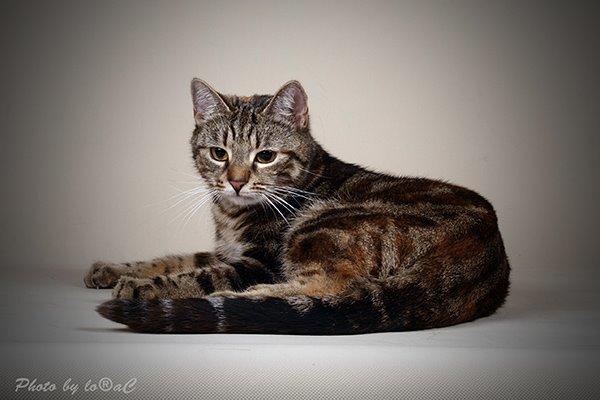 Europé DK Rothes Nellie billede 5