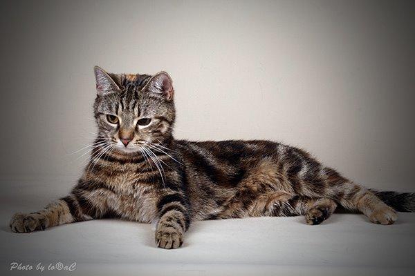 Europé DK Rothes Nellie billede 6