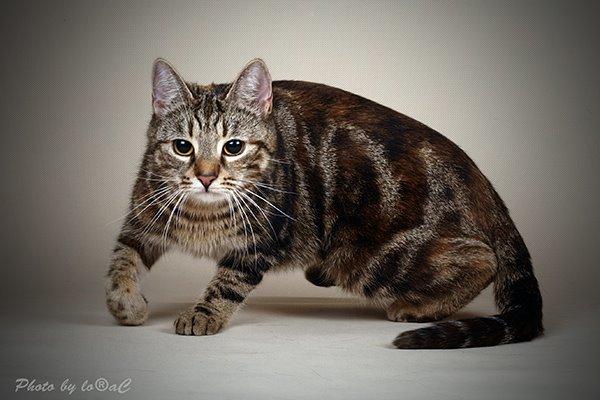 Europé DK Rothes Nellie billede 7