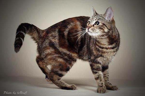 Europé DK Rothes Nellie billede 1