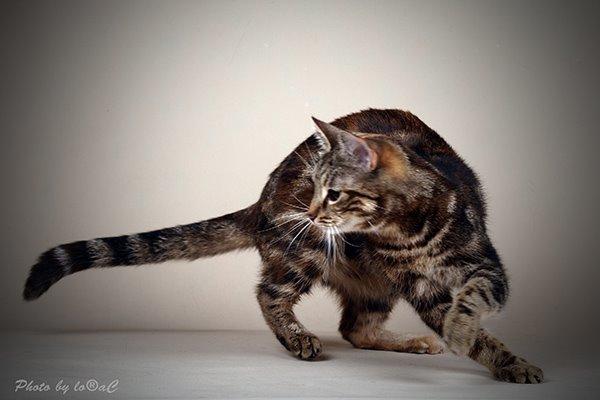 Europé DK Rothes Nellie billede 9