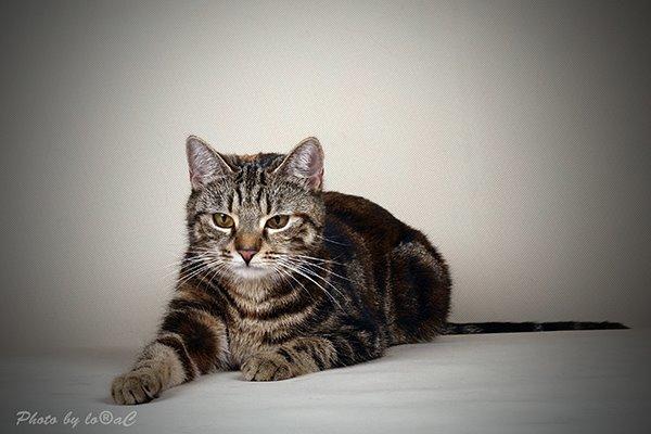 Europé DK Rothes Nellie billede 11