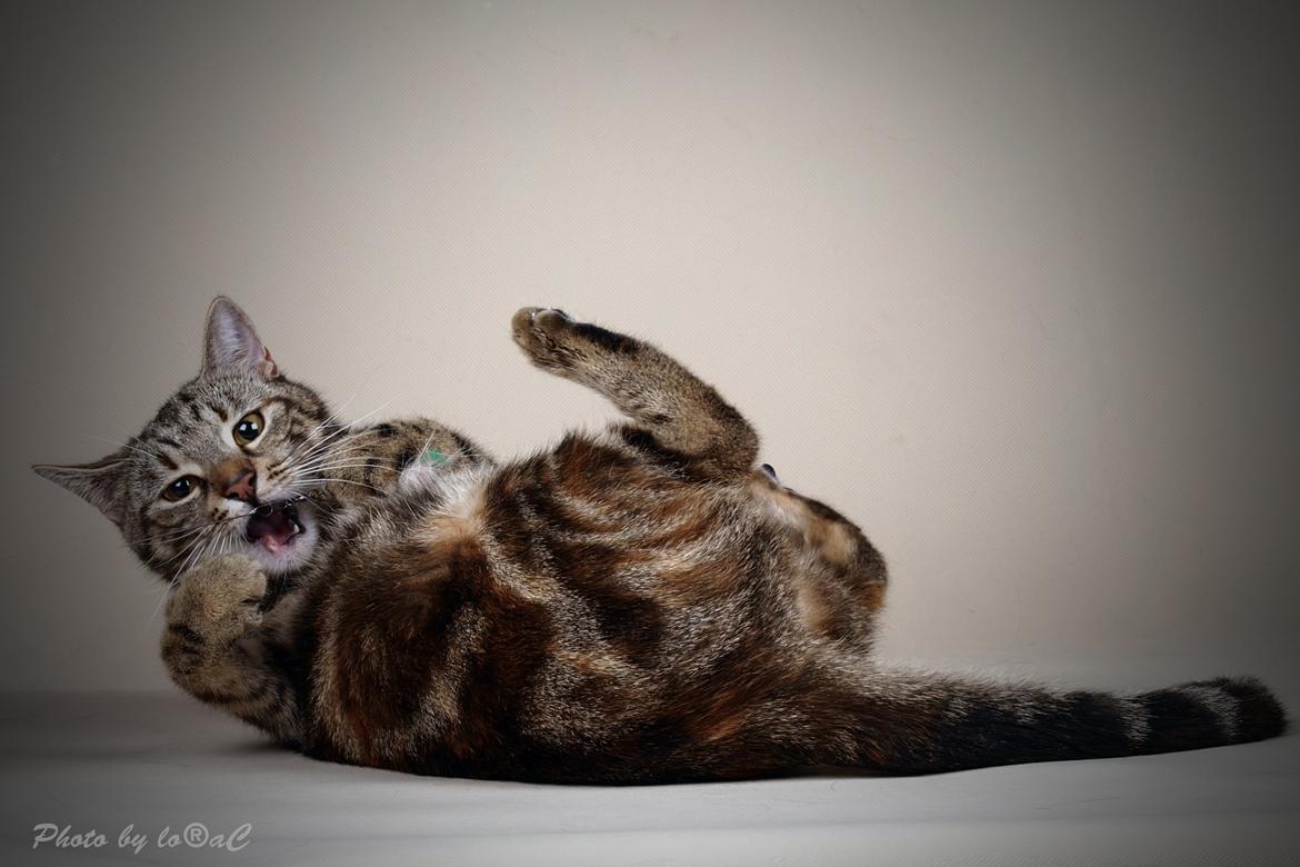 Europé DK Rothes Nellie billede 12