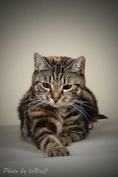 Europé DK Rothes Nellie billede 8