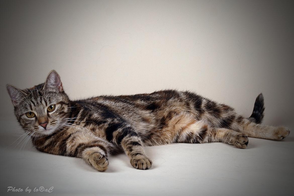 Europé DK Rothes Nellie billede 25