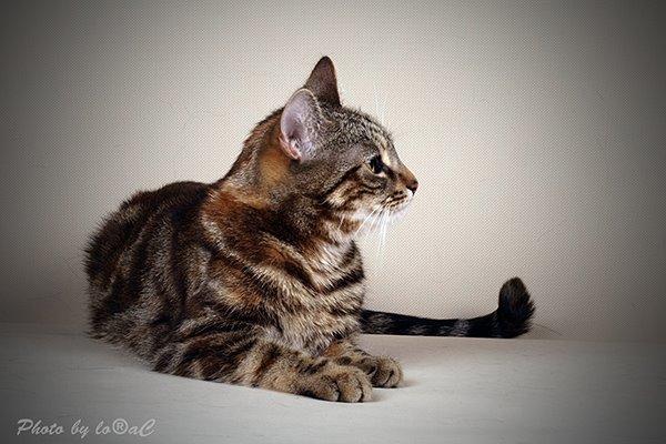 Europé DK Rothes Nellie billede 10