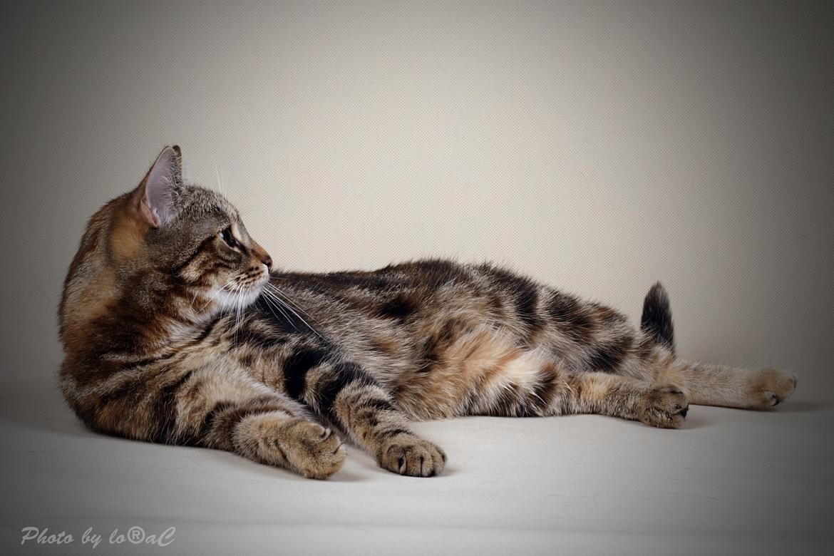 Europé DK Rothes Nellie billede 13