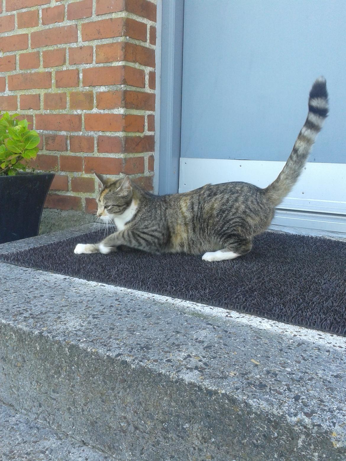 Huskat pus (mit et og alt) <3 billede 21