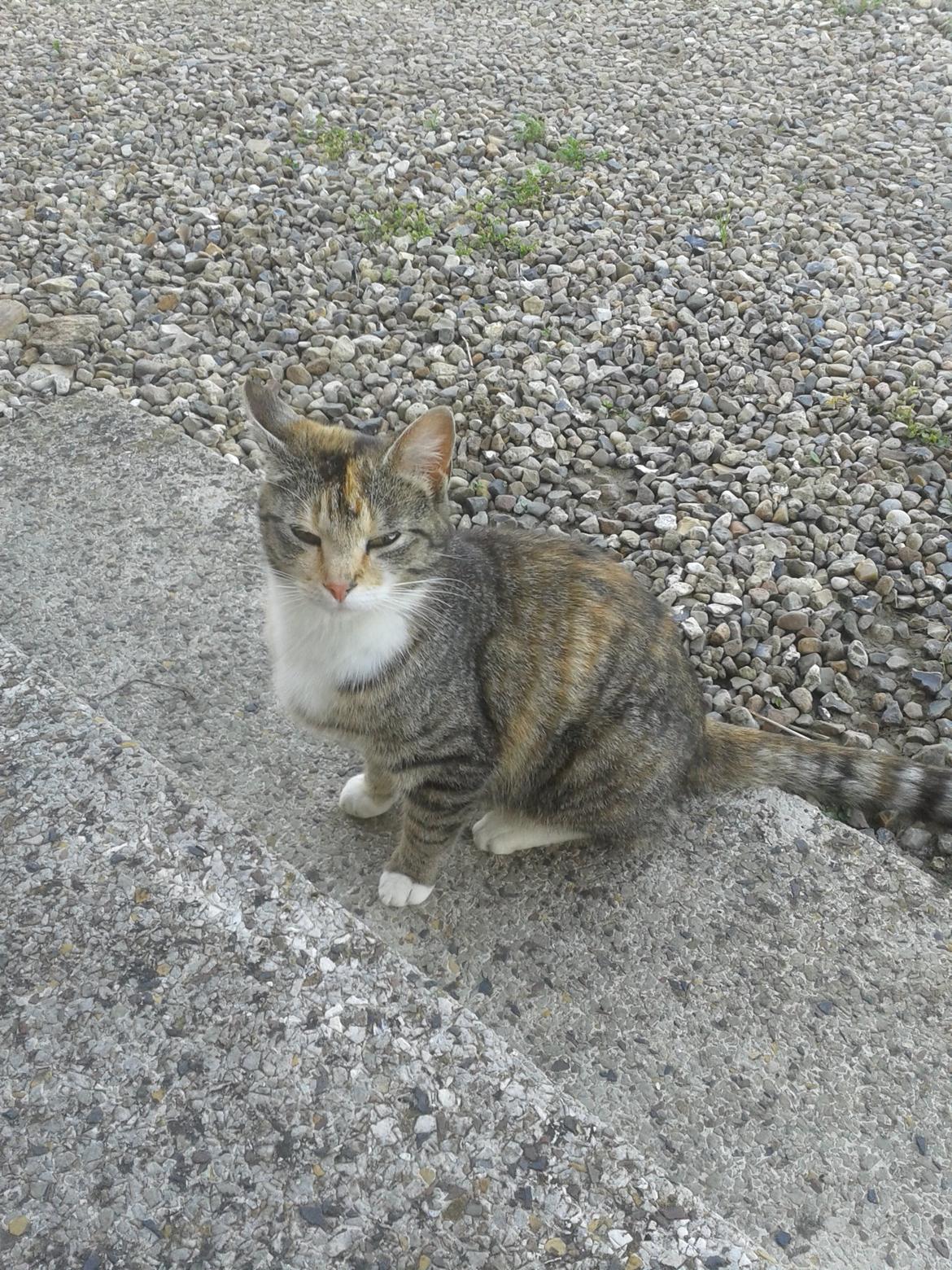 Huskat pus (mit et og alt) <3 billede 22