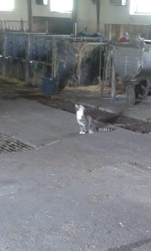 Huskat pus (mit et og alt) <3 - pas på ikke at brække nakken  billede 23