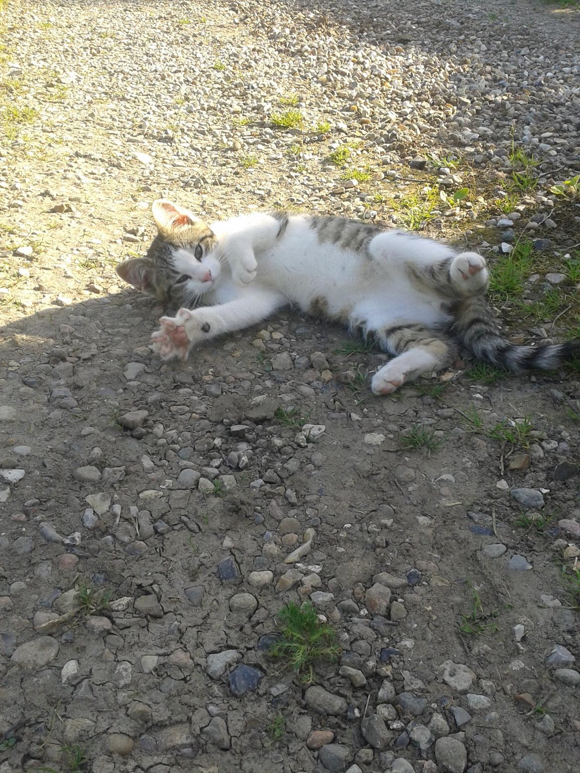 Huskat bølle - Dejligt med en rulletur billede 18