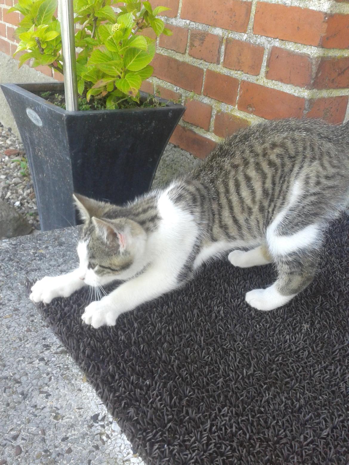 Huskat bølle billede 19