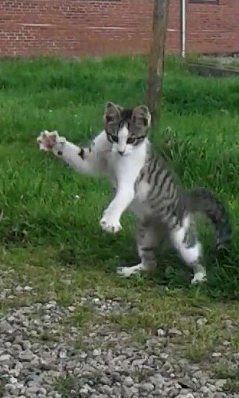 Huskat bølle - Du er farlig billede 21