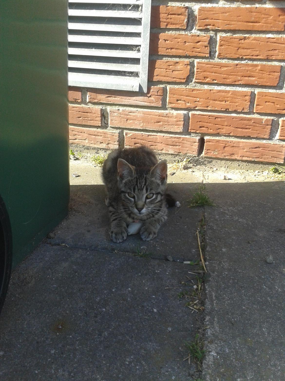 Huskat Tayson billede 3