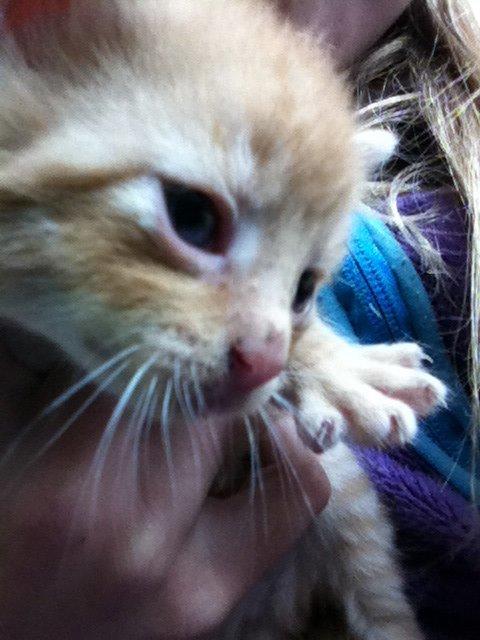 Huskat Milo - skulle lige have et billede af hans dejlige små poter! <3 billede 10