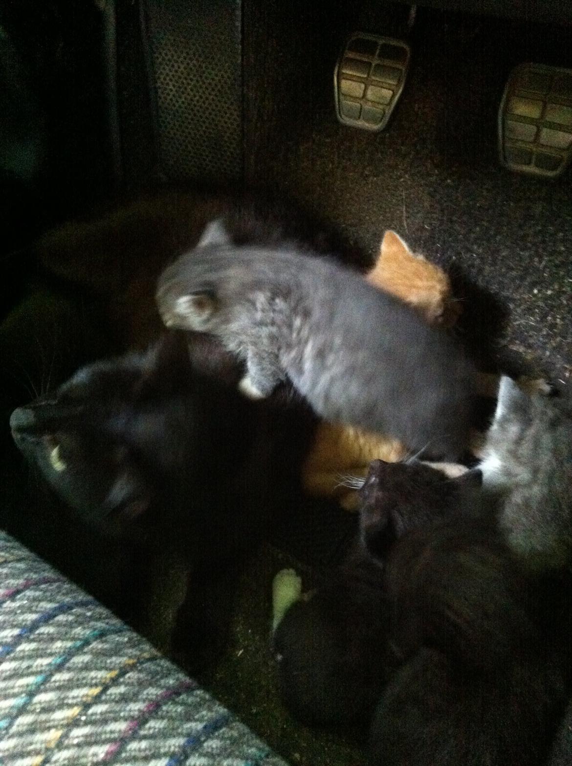 Huskat Milo - mor og søsknde<3 Milo ligger under den grå. billede 2