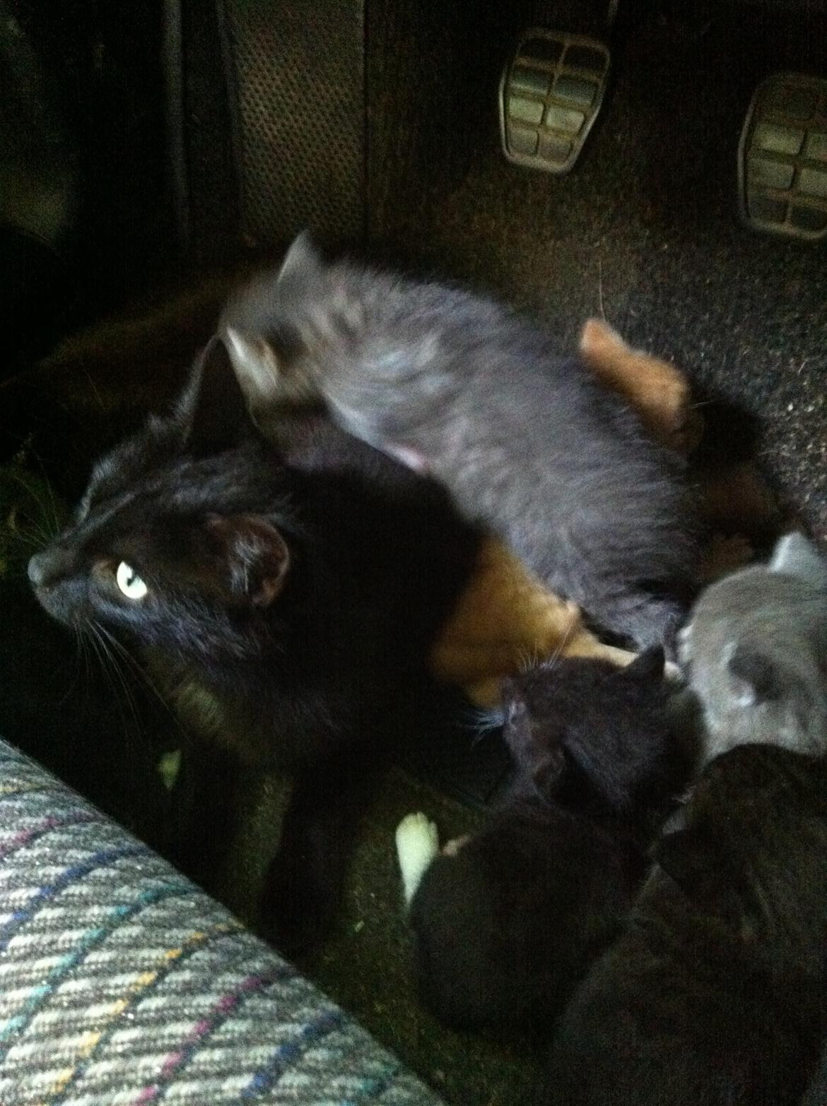 Huskat Milo - familien <3 billede 4