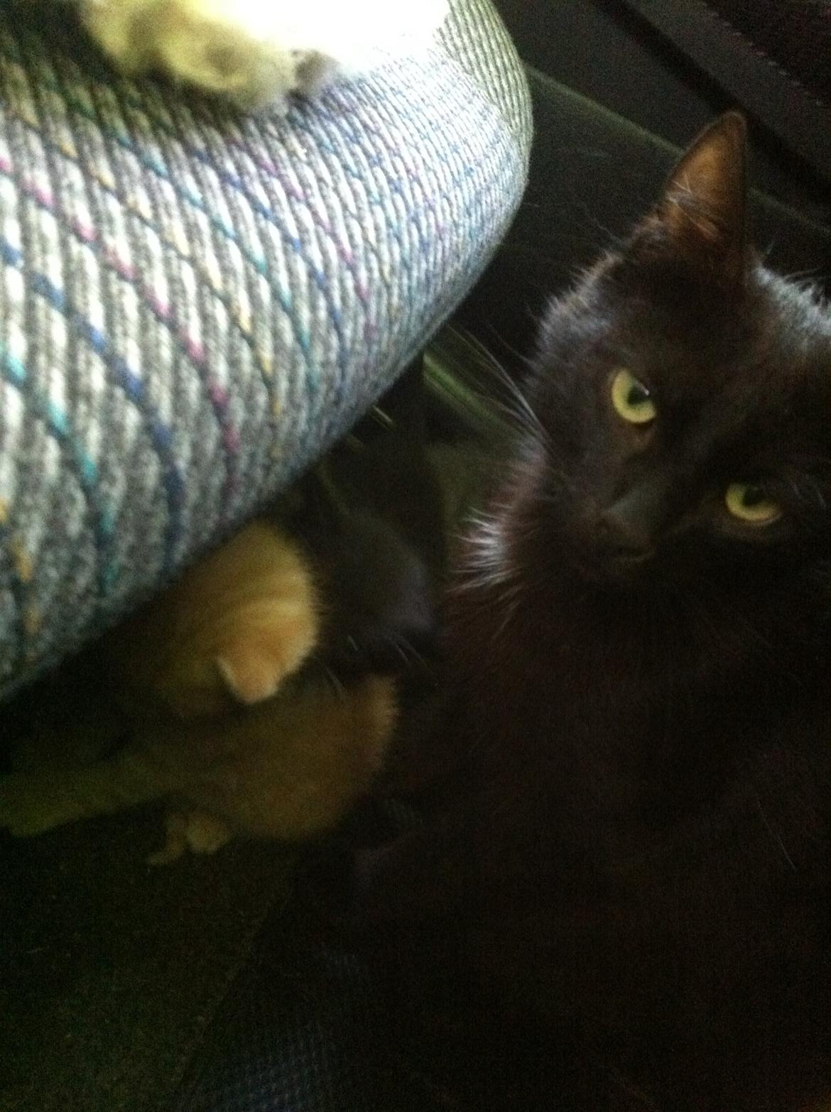 Huskat Milo - mor og Milo <3 billede 8