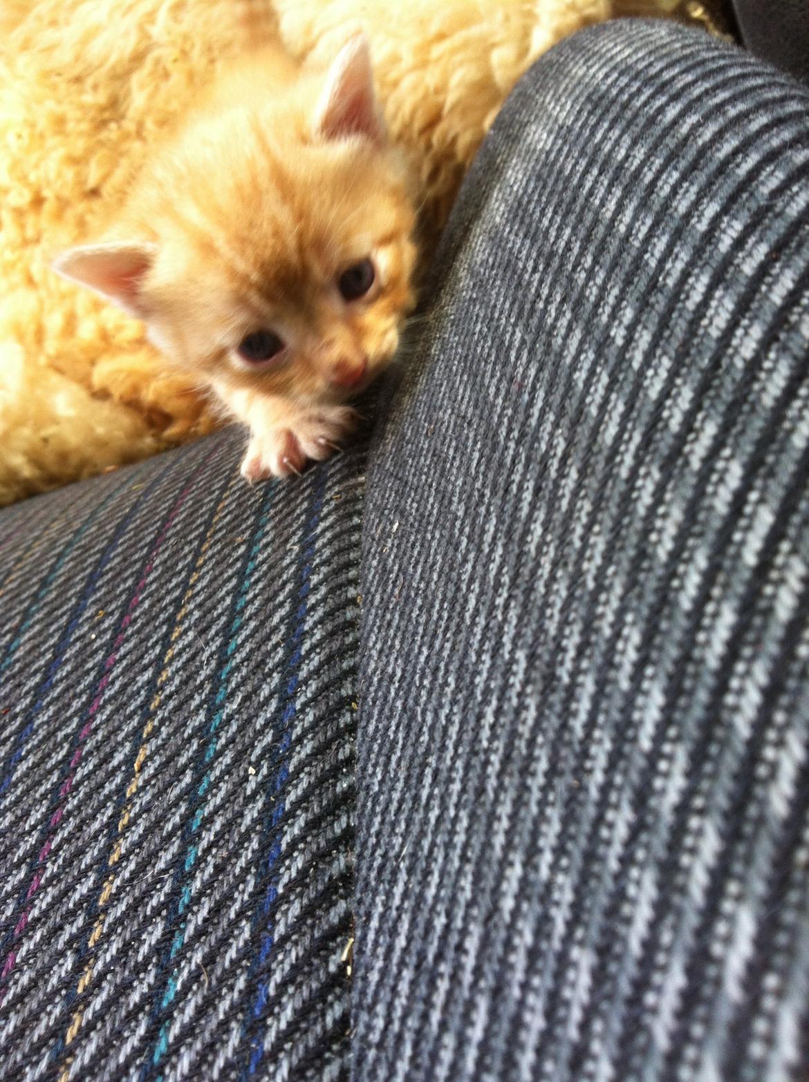 Huskat Milo - han sneg sig ind på en lille bamse det så mega sjovt ud! :D billede 6